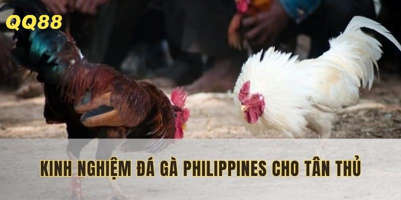Xem xét tỷ lệ, thông tin chi tiết từ nhà cái